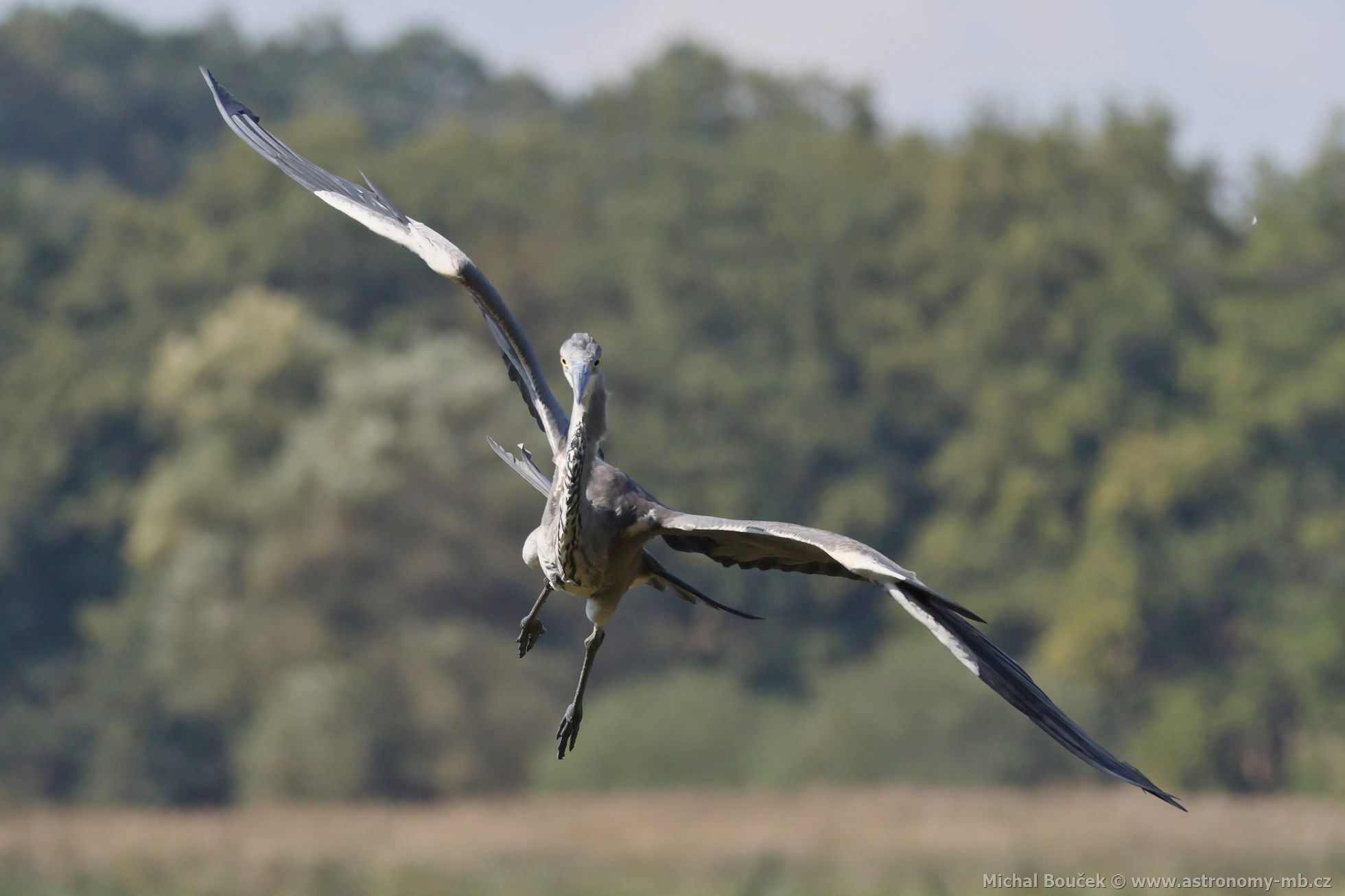 Volavka popelavá (Ardea cinerea) Volavka popelavá (Ardea cinerea)