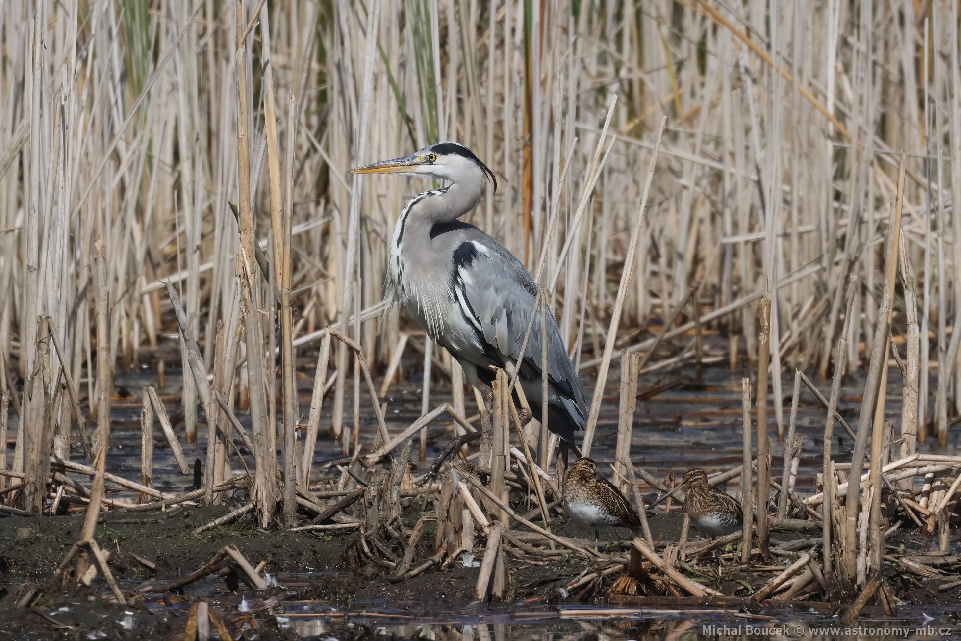 Volavka popelavá (Ardea cinerea) Volavka popelavá (Ardea cinerea)