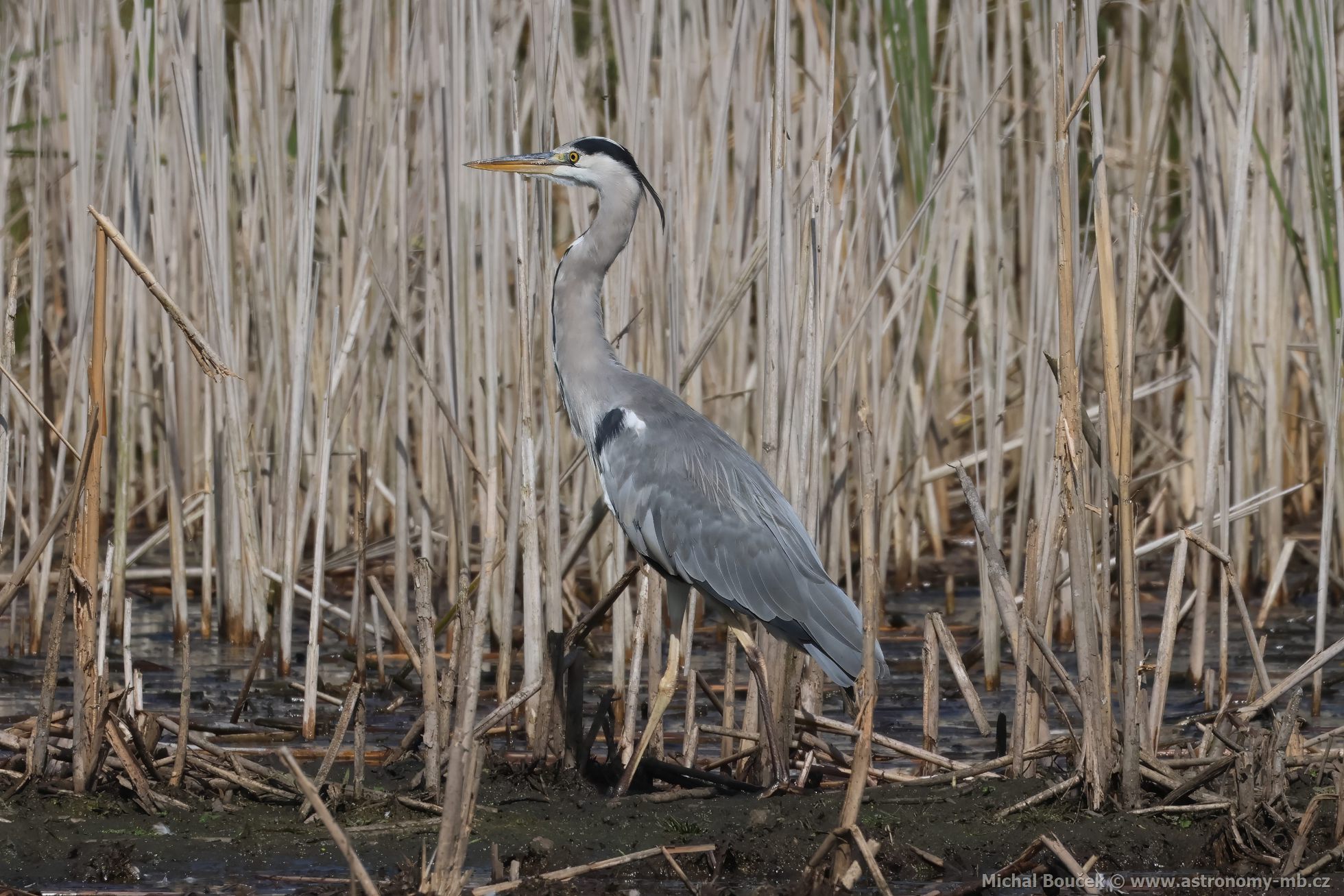 Volavka popelavá (Ardea cinerea) Volavka popelavá (Ardea cinerea)