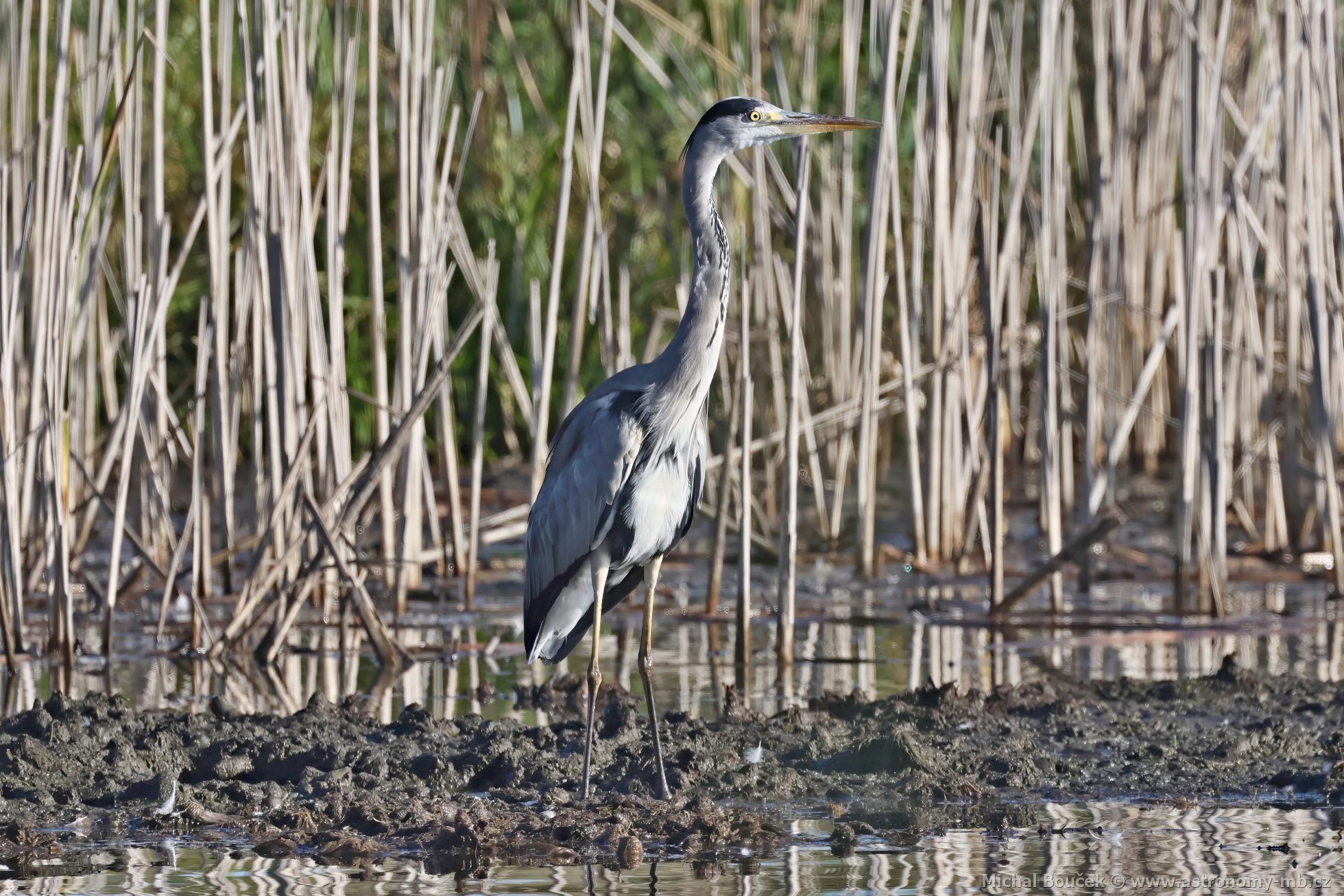 Volavka popelavá (Ardea cinerea) Volavka popelavá (Ardea cinerea)