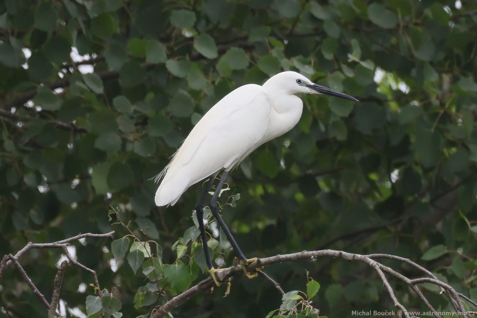 Volavka stříbřitá (Egretta garzetta) Volavka stříbřitá (Egretta garzetta)
