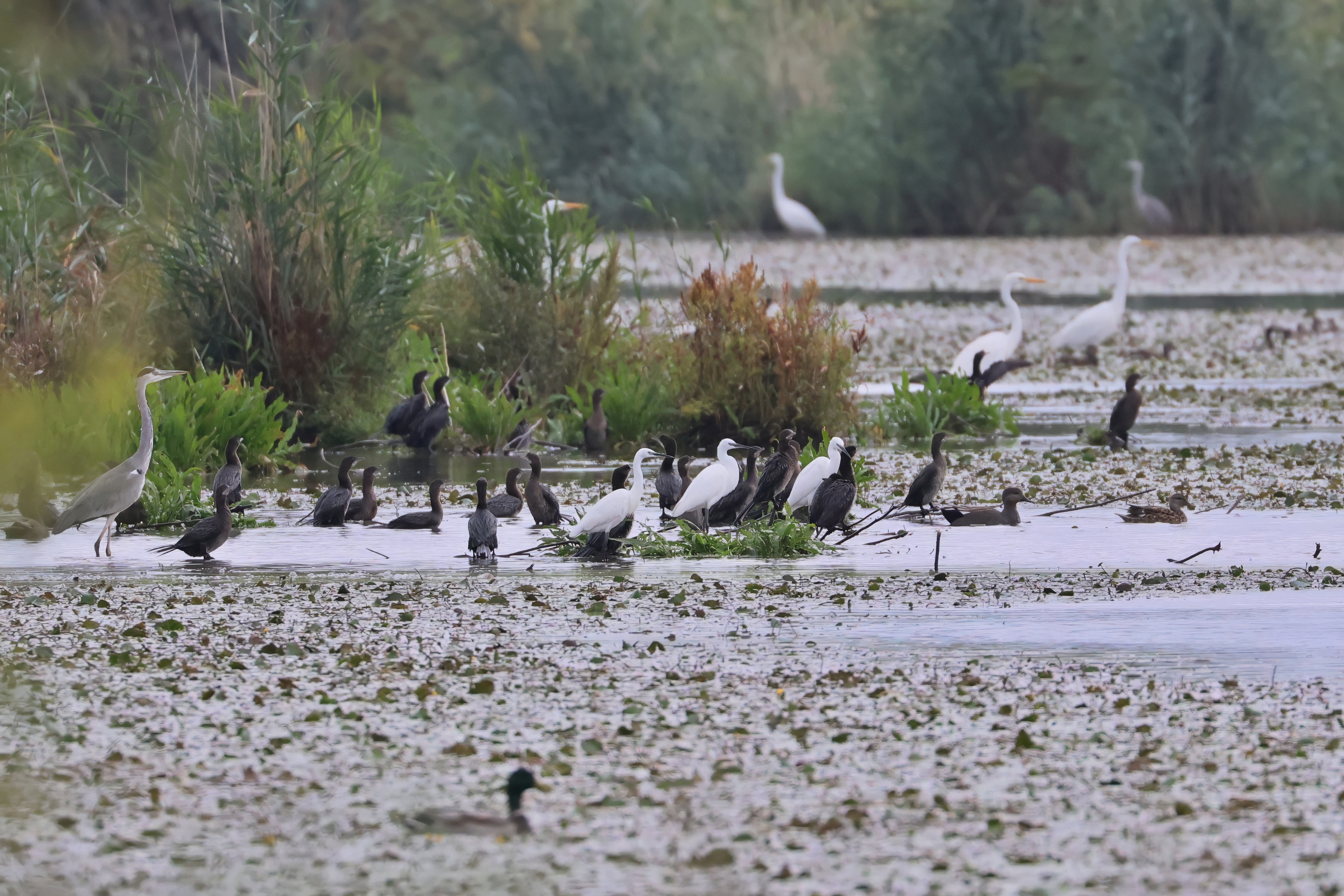 Volavka stříbřitá (Egretta garzetta) Volavka stříbřitá (Egretta garzetta)