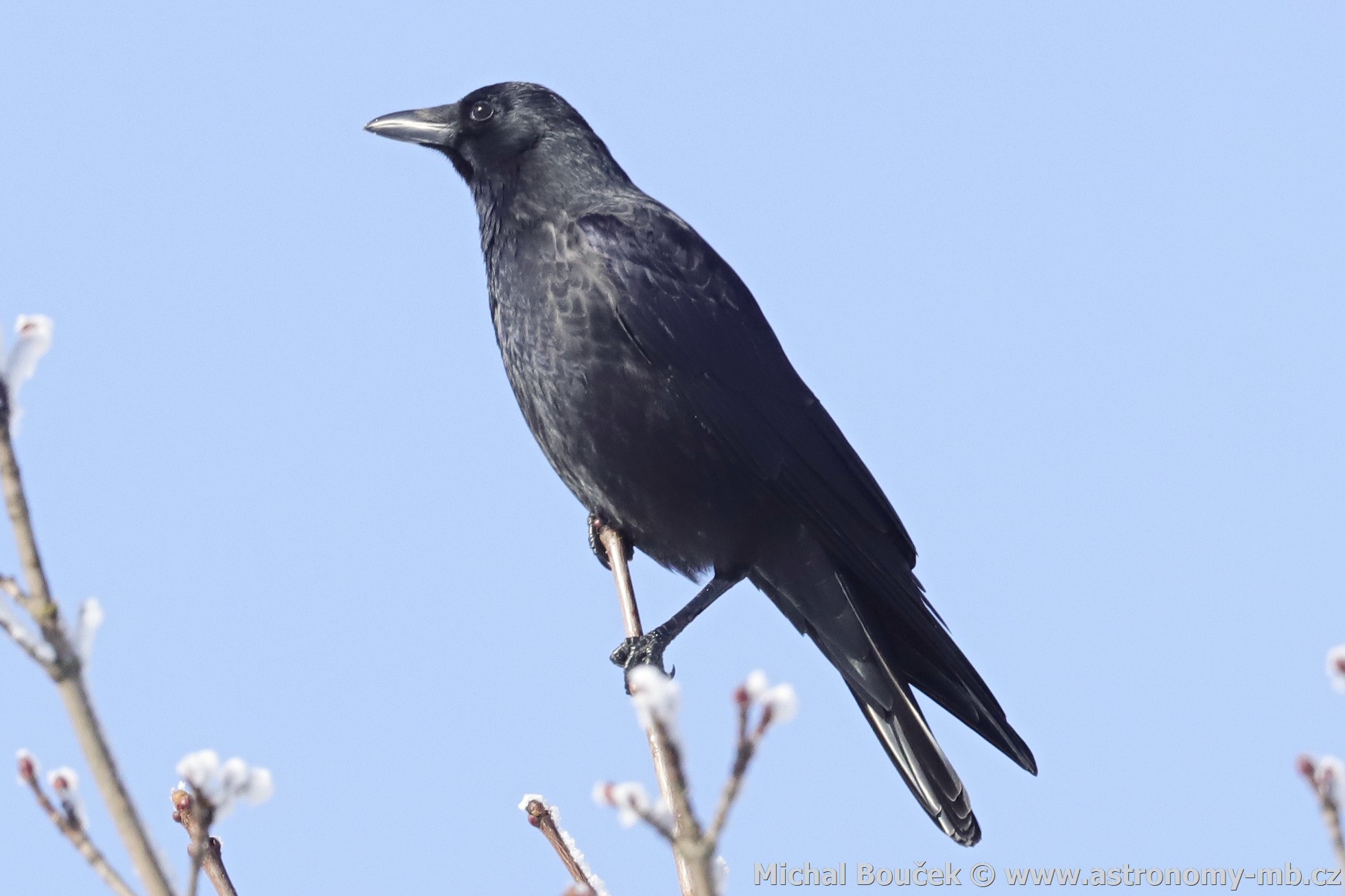 Vrána erná (Corvus corone)
