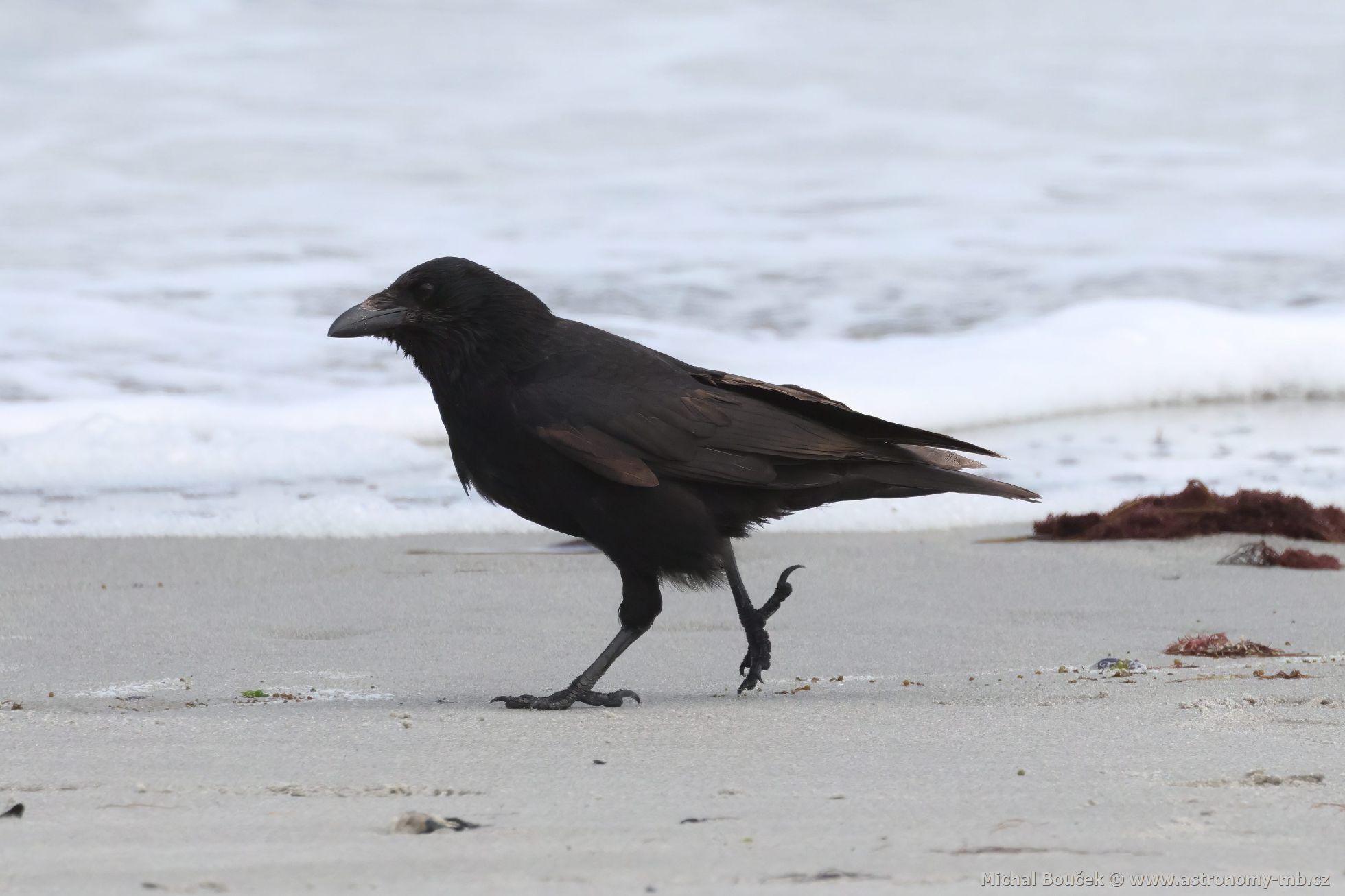 Vrána černá (Corvus corone) Vrána černá (Corvus corone)