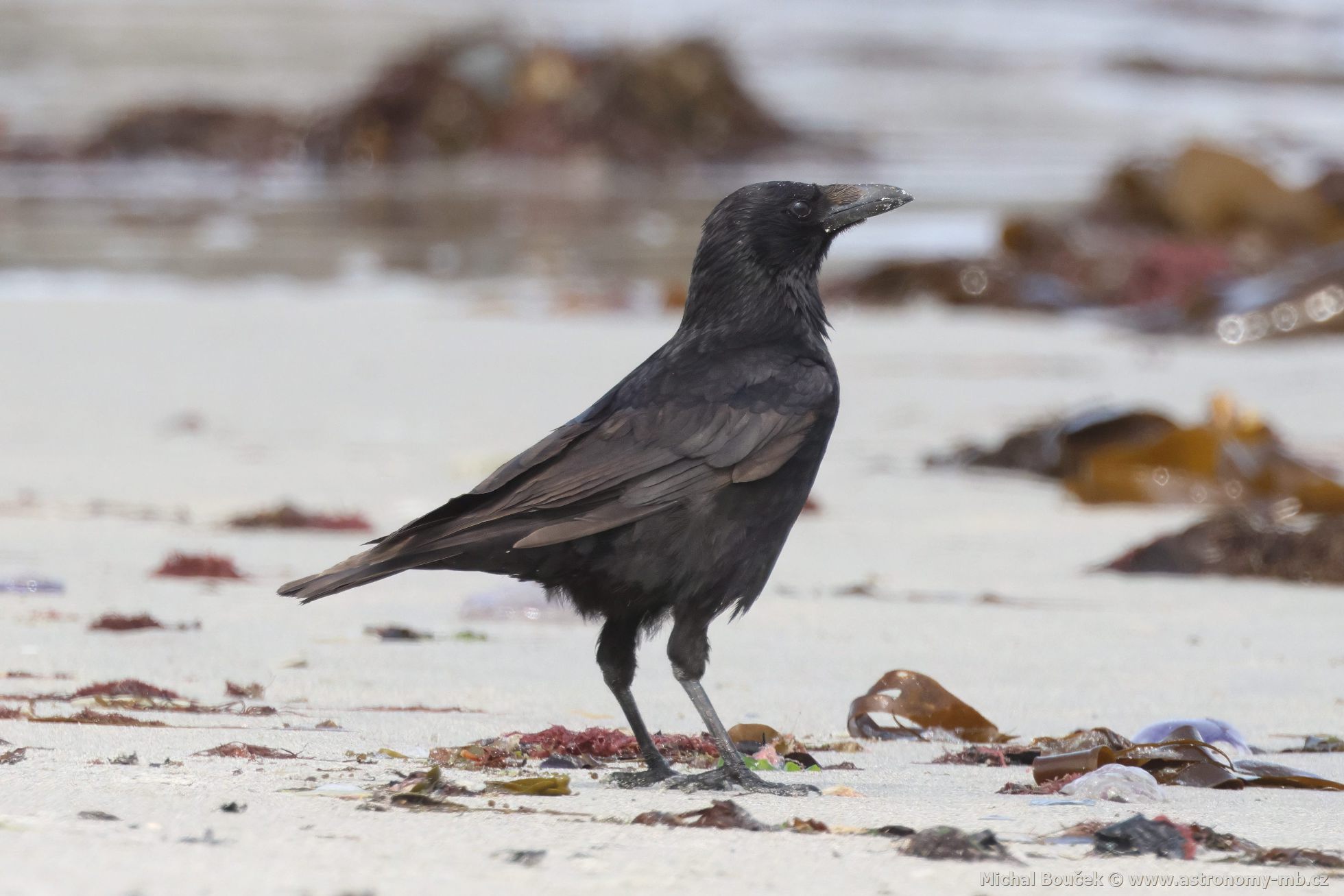 Vrána černá (Corvus corone) Vrána černá (Corvus corone)