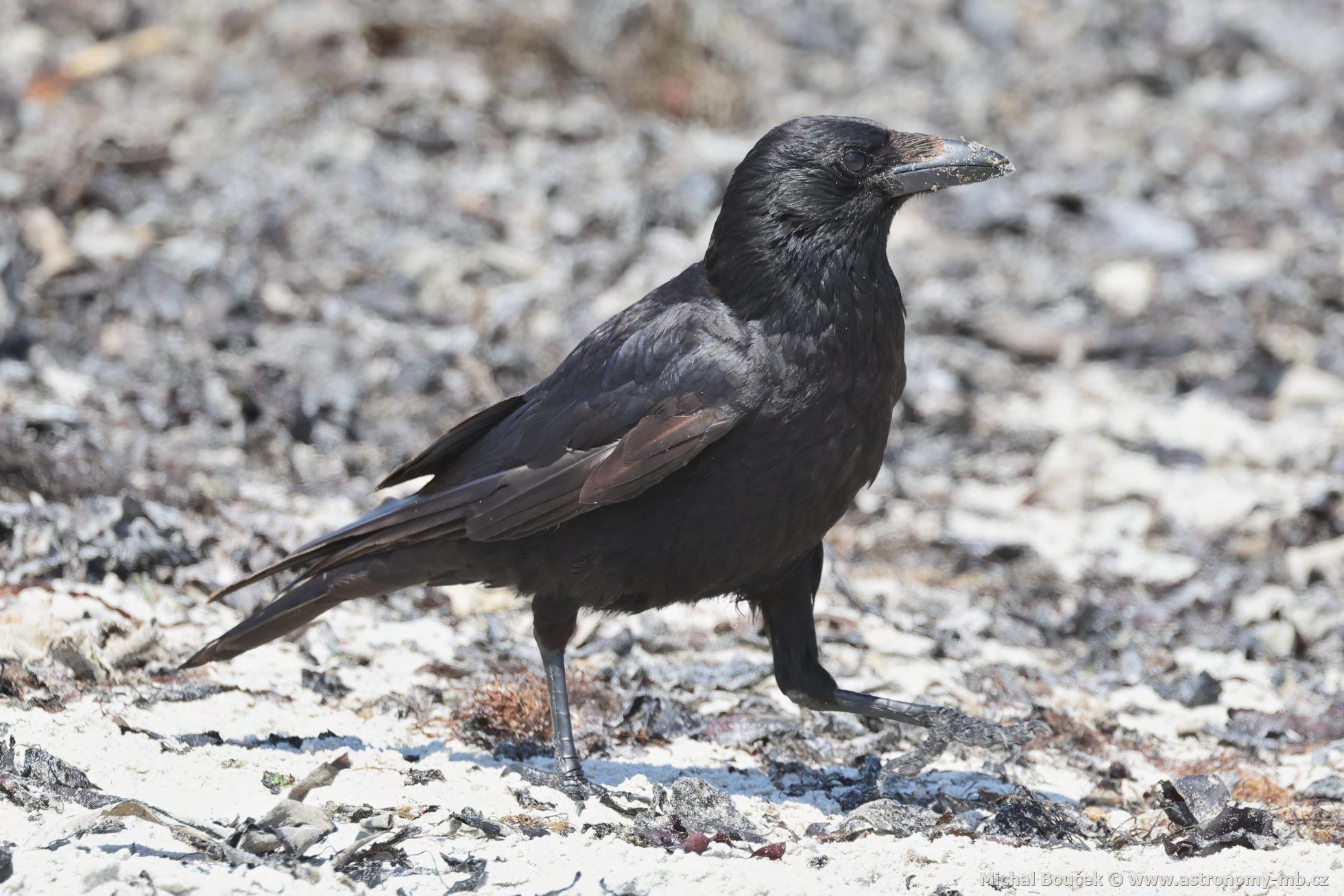 Vrána černá (Corvus corone) Vrána černá (Corvus corone)