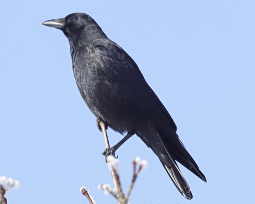 Vrána černá