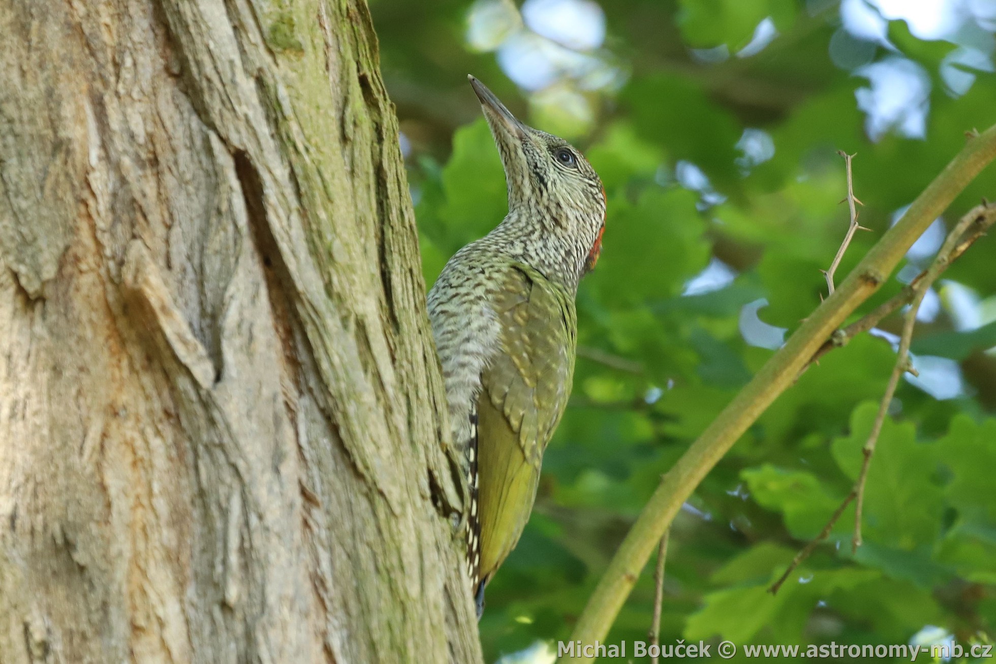 luna zelená (Picus viridis)