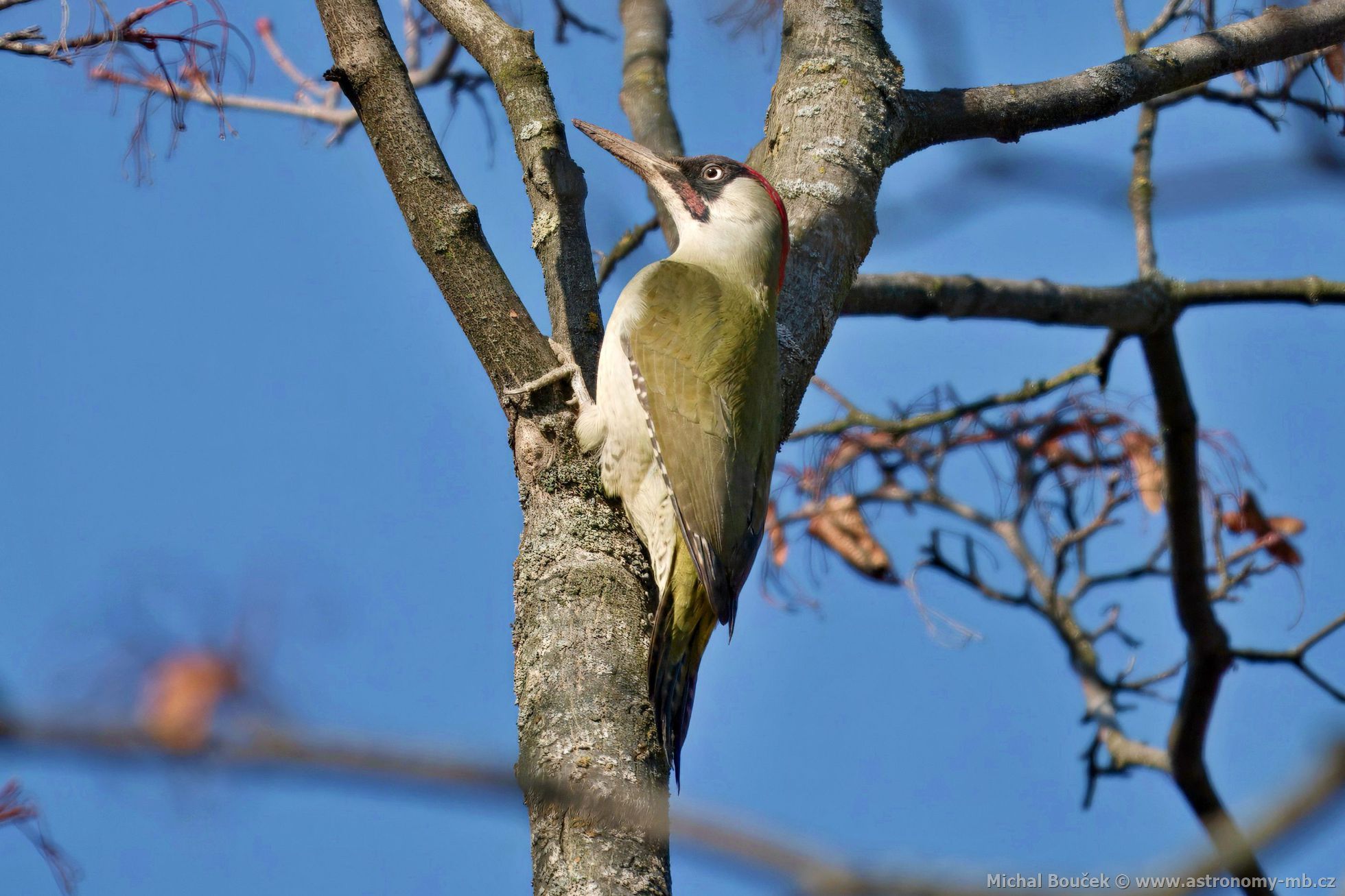 luna zelená (Picus viridis)