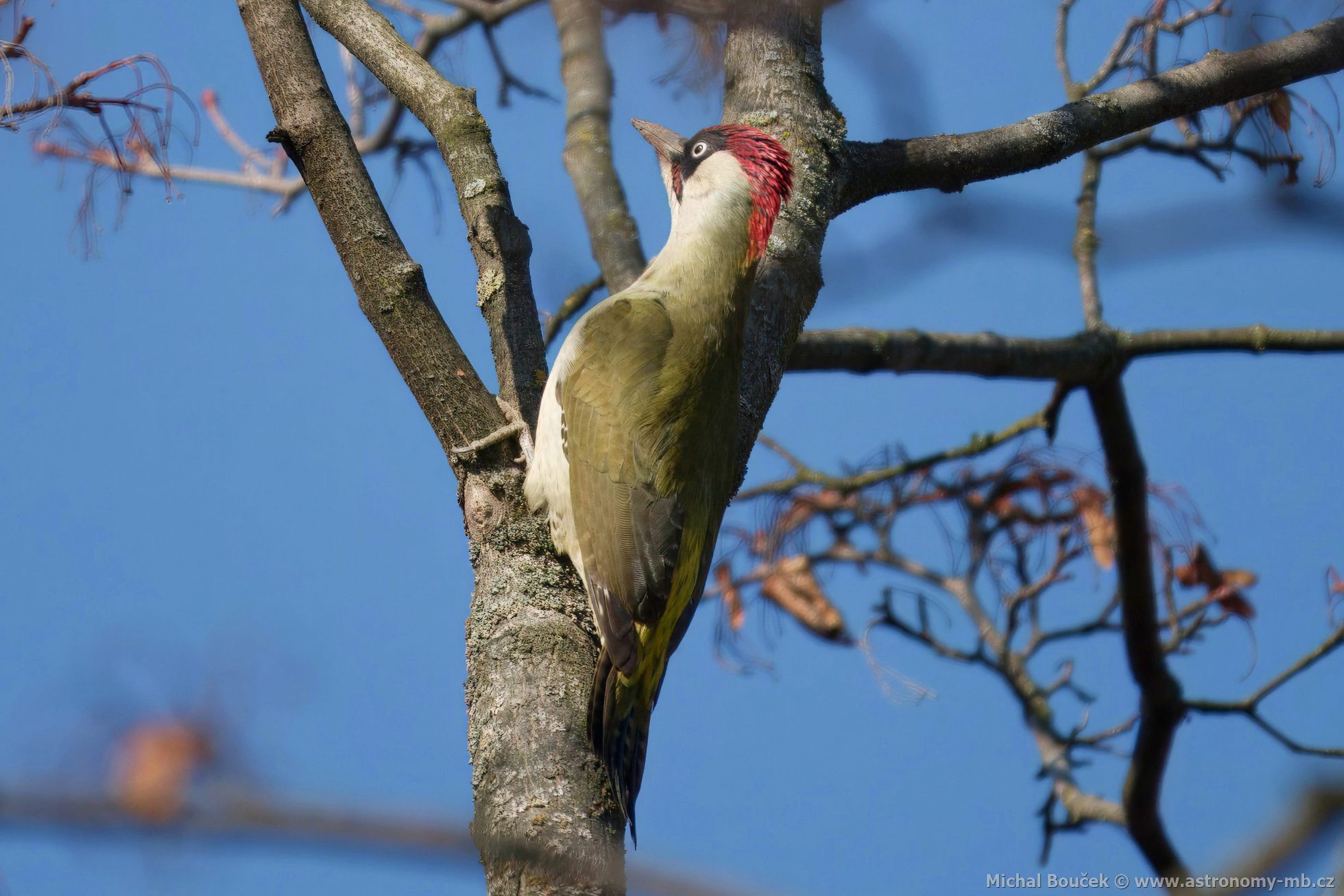 luna zelená (Picus viridis)