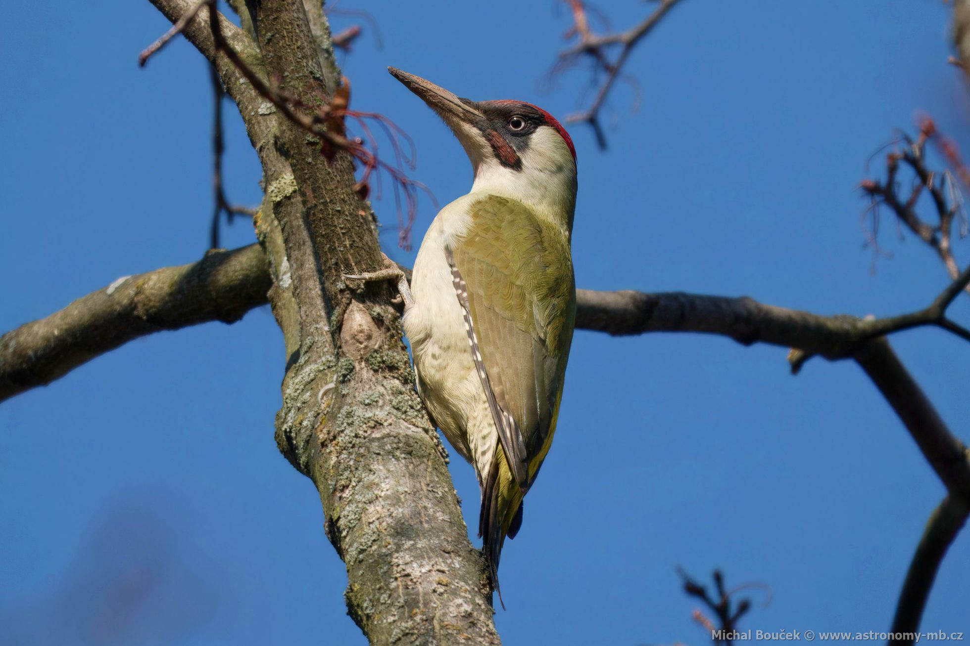 luna zelená (Picus viridis)
