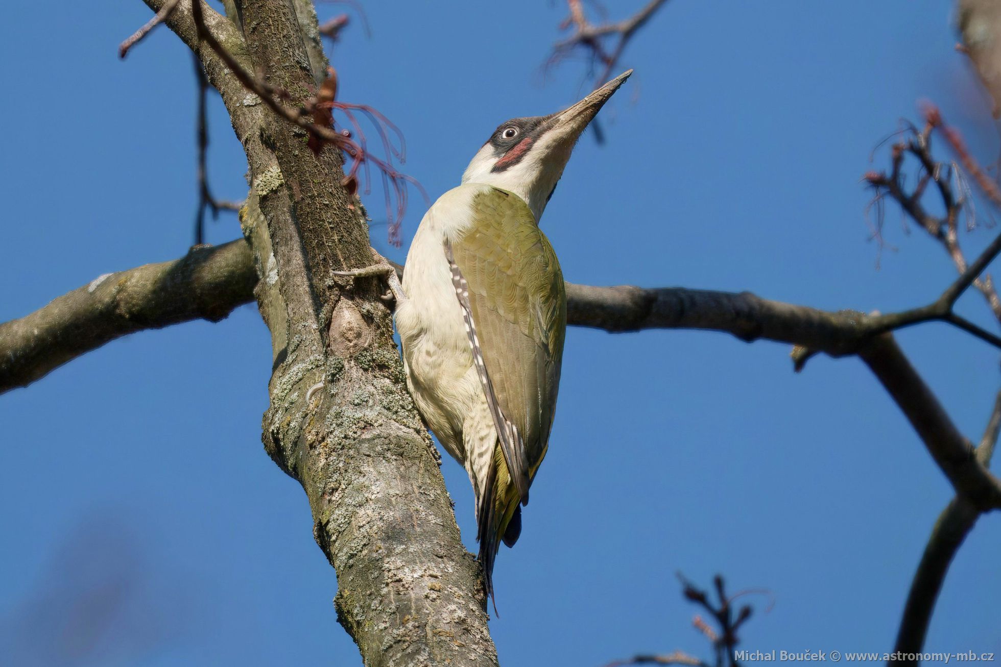 luna zelená (Picus viridis)
