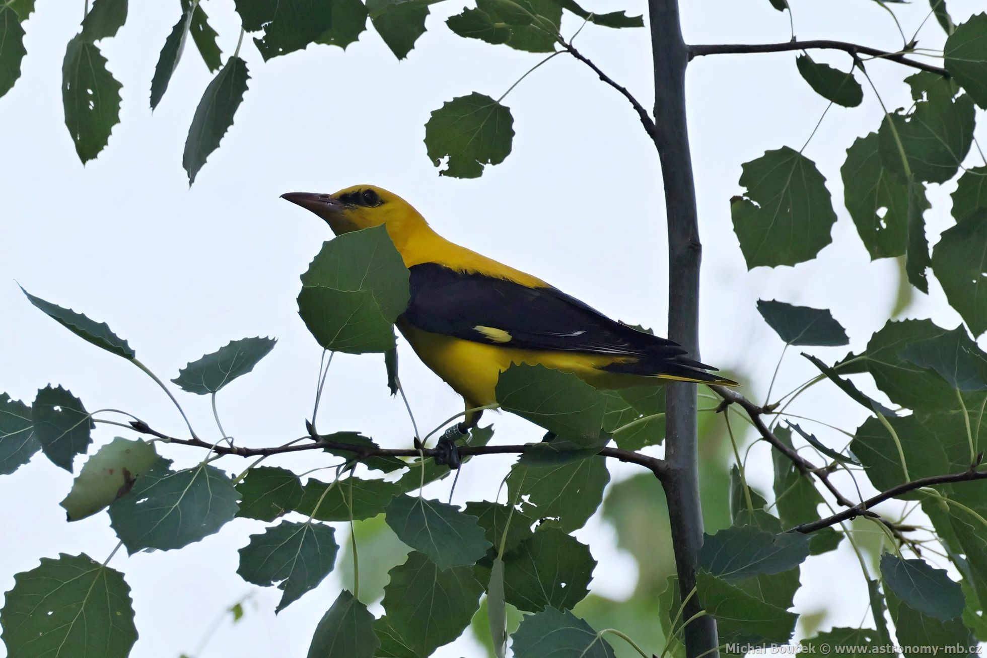 Žluva hajní (Oriolus oriolus) Žluva hajní (Oriolus oriolus)