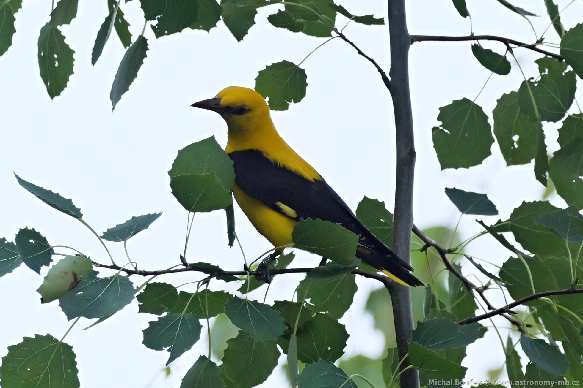 Žluva hajní (Oriolus oriolus) Žluva hajní (Oriolus oriolus)