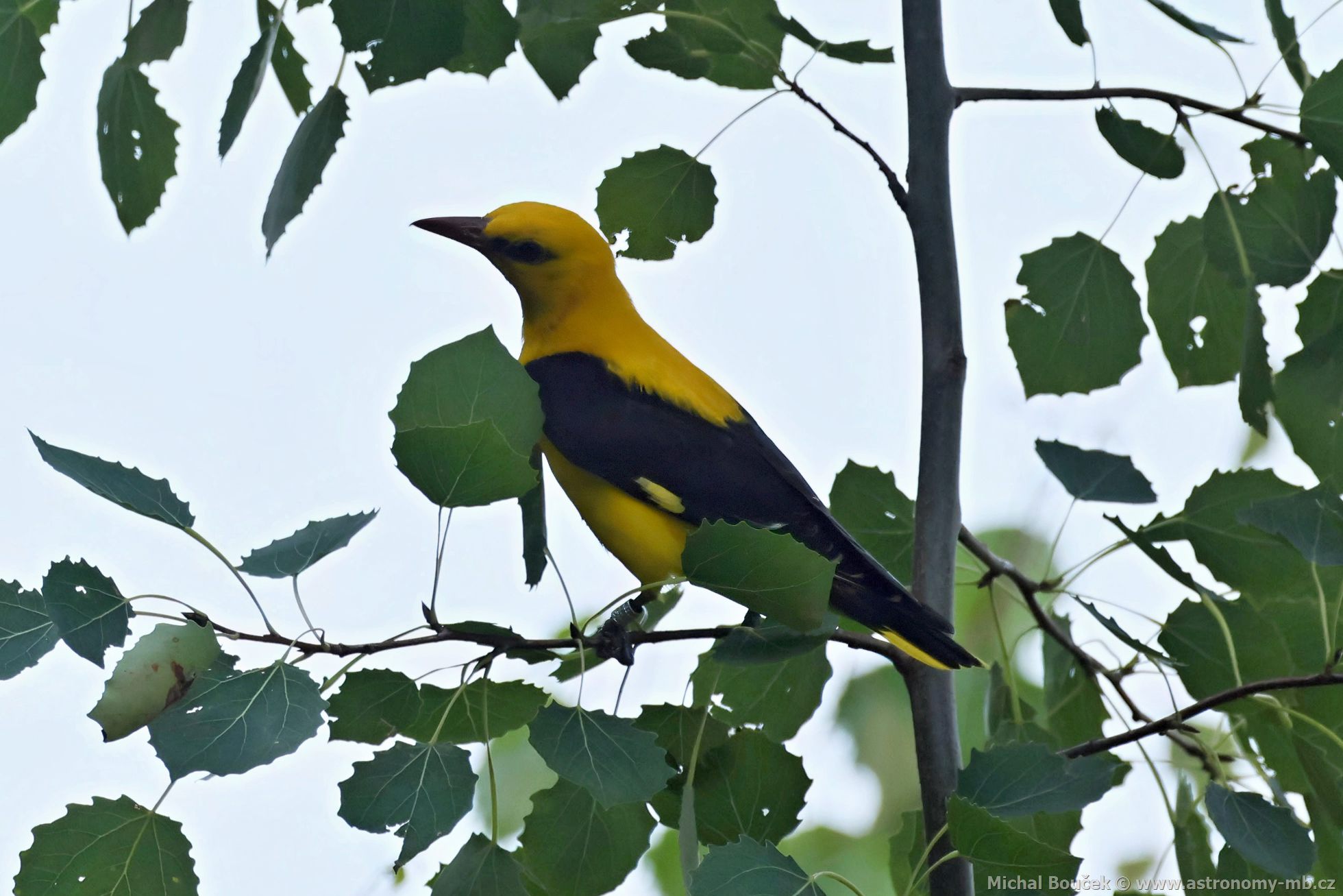 Žluva hajní (Oriolus oriolus) Žluva hajní (Oriolus oriolus)