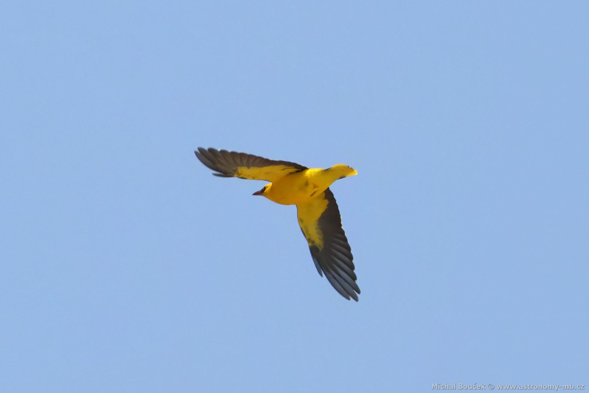 Žluva hajní (Oriolus oriolus) Žluva hajní (Oriolus oriolus)