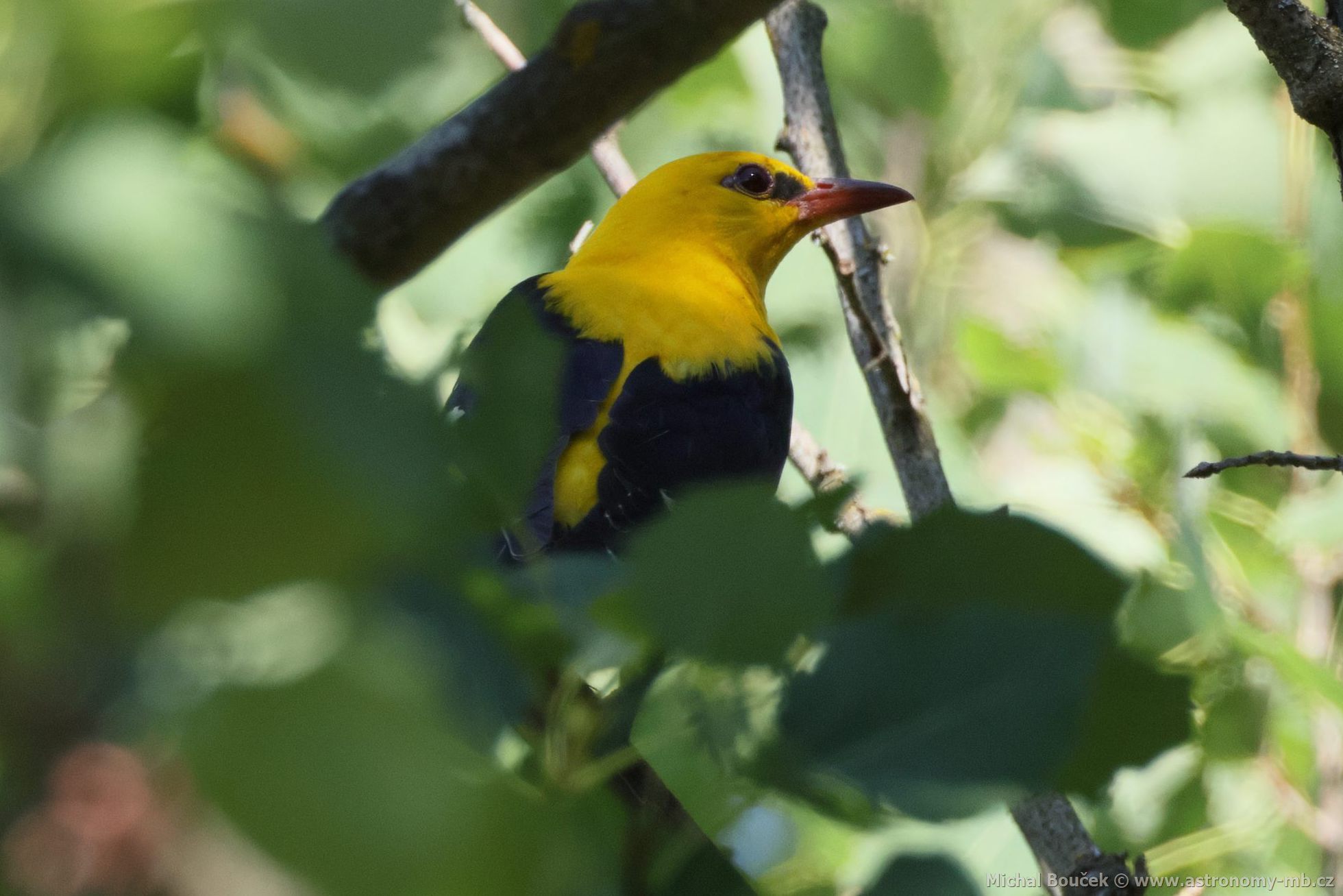 Žluva hajní (Oriolus oriolus) Žluva hajní (Oriolus oriolus)