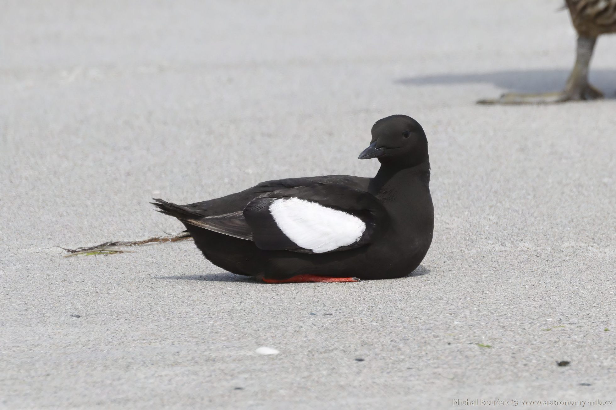 Alkoun obecný (Cepphus grylle) Alkoun obecný (Cepphus grylle)