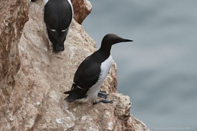 Alkoun úzkozobý (Uria aalge) Alkoun úzkozobý (Uria aalge)