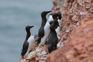 Alkoun úzkozobý (Uria aalge) Alkoun úzkozobý (Uria aalge)