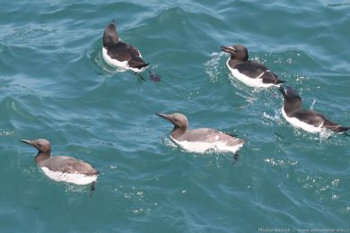 Alkoun úzkozobý (Uria aalge) Alkoun úzkozobý (Uria aalge)