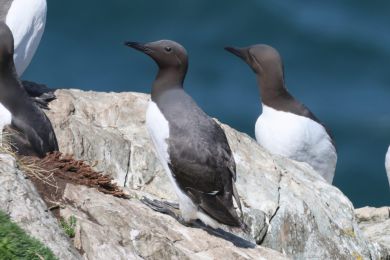 Alkoun úzkozobý (Uria aalge) Alkoun úzkozobý (Uria aalge)