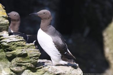 Alkoun úzkozobý (Uria aalge) Alkoun úzkozobý (Uria aalge)