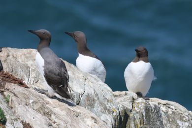 Alkoun úzkozobý (Uria aalge) Alkoun úzkozobý (Uria aalge)