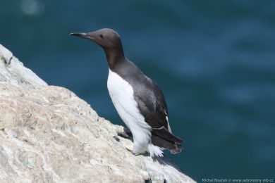 Alkoun úzkozobý (Uria aalge) Alkoun úzkozobý (Uria aalge)