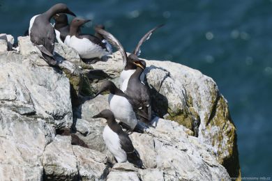 Alkoun úzkozobý (Uria aalge) Alkoun úzkozobý (Uria aalge)