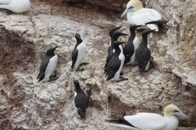 Alkoun úzkozobý (Uria aalge) Alkoun úzkozobý (Uria aalge)