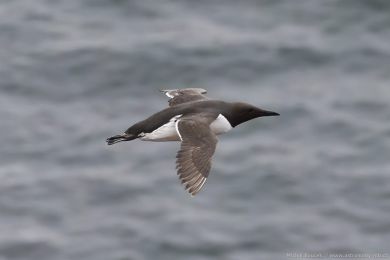 Alkoun úzkozobý (Uria aalge) Alkoun úzkozobý (Uria aalge)