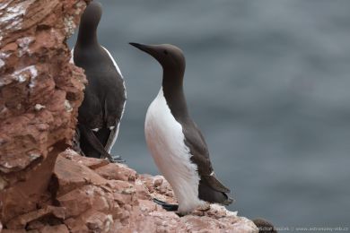 Alkoun úzkozobý (Uria aalge) Alkoun úzkozobý (Uria aalge)