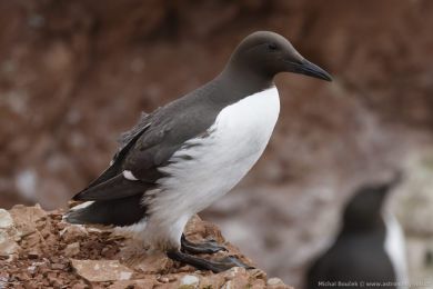 Alkoun úzkozobý (Uria aalge) Alkoun úzkozobý (Uria aalge)