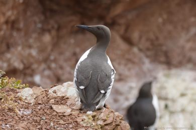 Alkoun úzkozobý (Uria aalge) Alkoun úzkozobý (Uria aalge)