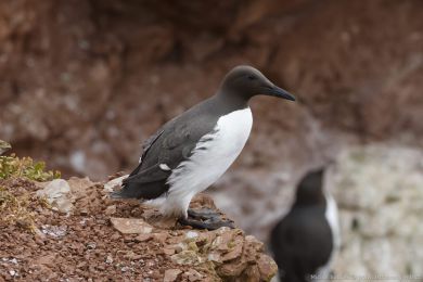Alkoun úzkozobý (Uria aalge) Alkoun úzkozobý (Uria aalge)