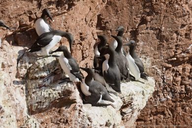 Alkoun úzkozobý (Uria aalge) Alkoun úzkozobý (Uria aalge)