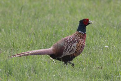 Ba�ant obecn&yacute; (Phasianus colchicus)