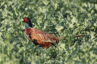 Ba�ant obecn&yacute; (Phasianus colchicus)