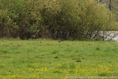 Berne&scaron;ka rudokrk&aacute; (Branta ruficollis)