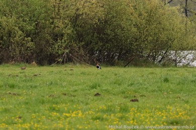 Berne&scaron;ka rudokrk&aacute; (Branta ruficollis)