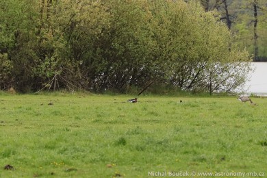 Berne&scaron;ka rudokrk&aacute; (Branta ruficollis)