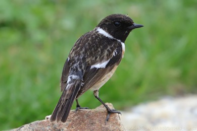 Bramborníček černohlavý (Saxicola torquata) Bramborníček černohlavý (Saxicola torquata)