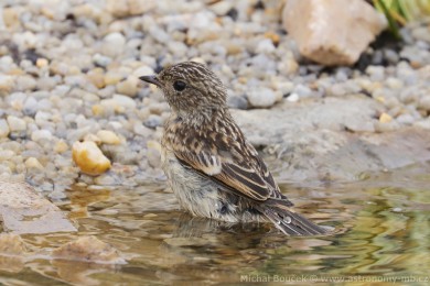 Bramborníček černohlavý (Saxicola torquata) Bramborníček černohlavý (Saxicola torquata)