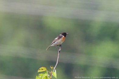 Bramborníček černohlavý (Saxicola torquata) Bramborníček černohlavý (Saxicola torquata)