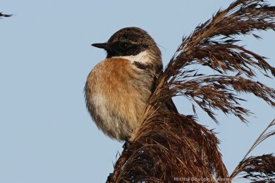Bramborníček černohlavý (Saxicola torquata) Bramborníček černohlavý (Saxicola torquata)