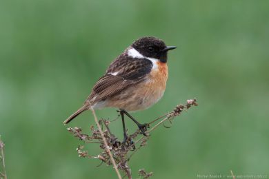 Bramborníček černohlavý (Saxicola torquata) Bramborníček černohlavý (Saxicola torquata)