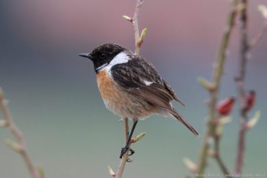 Bramborníček černohlavý (Saxicola torquata) Bramborníček černohlavý (Saxicola torquata)