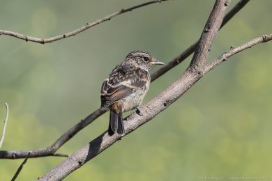 Bramborníček černohlavý (Saxicola torquata) Bramborníček černohlavý (Saxicola torquata)
