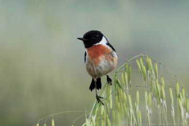 Bramborníček černohlavý (Saxicola torquata) Bramborníček černohlavý (Saxicola torquata)